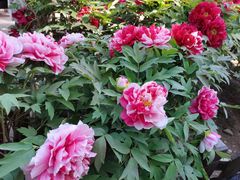 -莲花池公园