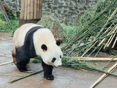 -都江堰中华大熊猫苑