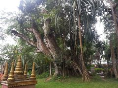 -瑞丽独树成林风景区