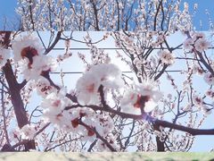 -羊亭河湿地公园