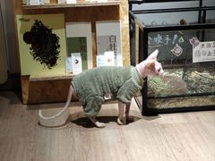 -有猫主题·治愈系猫咖(曾厝垵店)