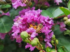 -陈李济中药博物馆