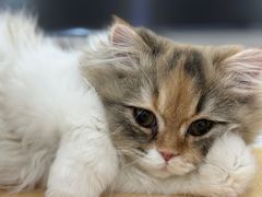 -猫大福·Fortune Cat猫舍(百子湾店)