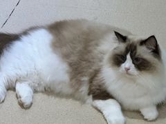 -藏猫猫咖啡主题馆(中央大道店)