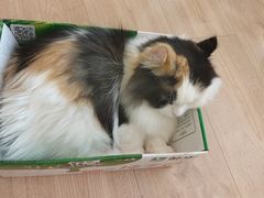 -MOYOYO猫咪咖啡店