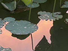 -莲花池公园