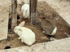 -石家庄市动物园