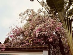 -深圳国际园林花卉博览园