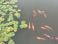 -昆山城市生态森林公园