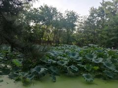 -长白岛森林公园