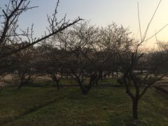 -香雪海