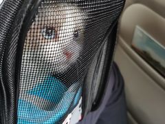 -猫宠乐园·专业洗护
