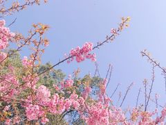 -南山植物园