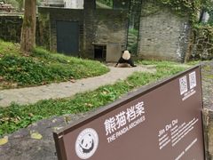 -都江堰中华大熊猫苑
