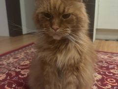 -猫十亿·布偶金渐层·曼基康矮脚猫舍(青年路店)