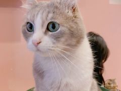 -猫儿山۰猫主题餐厅