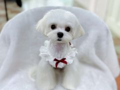 -鑫艺宠物美容培训学校