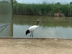 -盐城丹顶鹤湿地生态旅游区