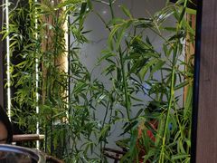-小白鹅火焰焖锅(万达印象店)