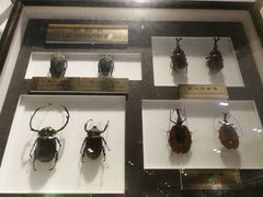 -上海昆虫博物馆
