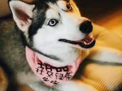 -Husky Go! 哈士奇体验馆·宠物咖啡厅狗咖