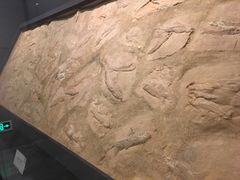 -北京周口店北京人遗址博物馆