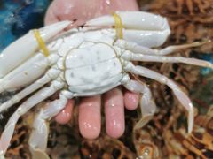 -三亚新鸿港水果一级批发市场