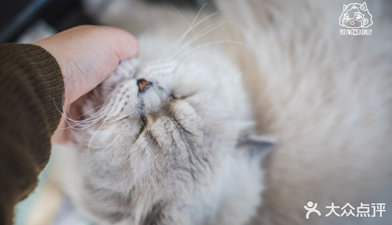 其实也就是溜达下，主人一喊就回来了。超级听话温顺的猫