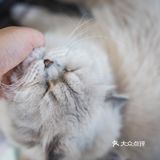 其实也就是溜达下，主人一喊就回来了。超级听话温顺的猫