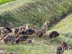 -艾米稻香小镇