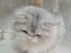 -十月米努特矮脚猫舍