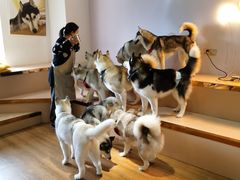 -Husky Go! 哈士奇体验馆·宠物咖啡厅狗咖