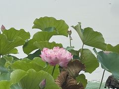 -莲花池公园