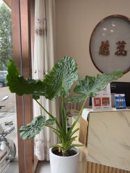 -慈蕊美容养生·专业经络调理