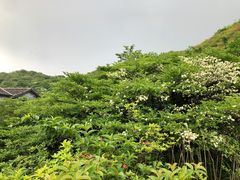 -大围山国家森林公园