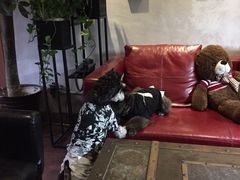 -百好乐宠物友好餐厅(朝外大街店)