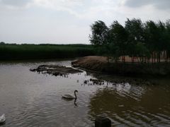 -哈素海