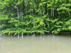 -上海海湾国家森林公园