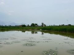 -哈素海