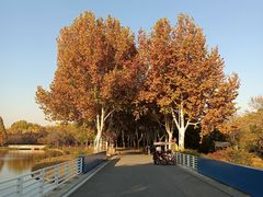 -石家庄市植物园