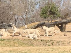 -北京野生动物园