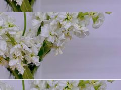 -素咫咖啡CLIFEROSE