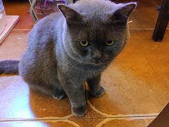 -李小姐の猫咖啡馆(五角场店)