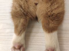 -浣熊柯尔鸭土拨鼠·电玩咖