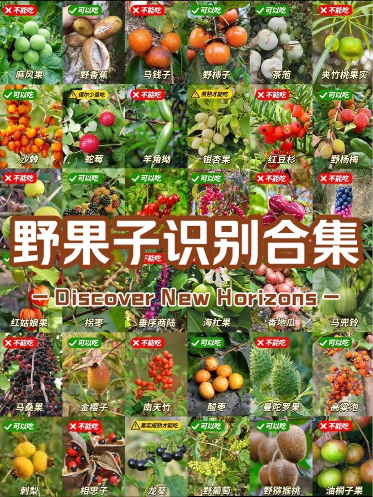 这些野果子你们吃过吗?