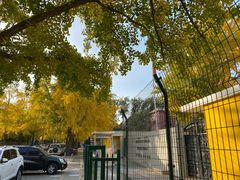 -三里屯东五街银杏大道