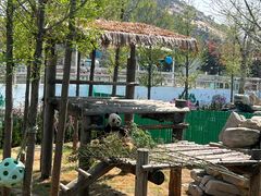 -西霞口神雕山野生动物世界