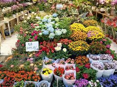 -三圣花乡旅游区