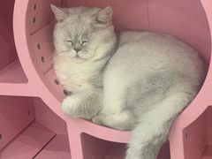 -糯米喵星人·撸猫猫舍咖啡馆(西市场嘉华店)