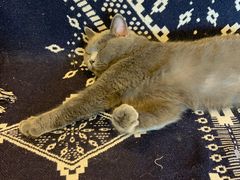 -平行世界·猫咖(首经贸店)